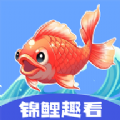 锦鲤趣看红包版软件app下载v1.0.4