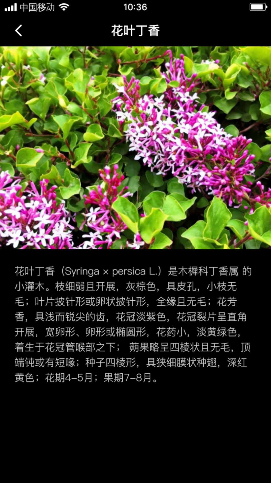 丁香花瓣官方手机版下载v1.0