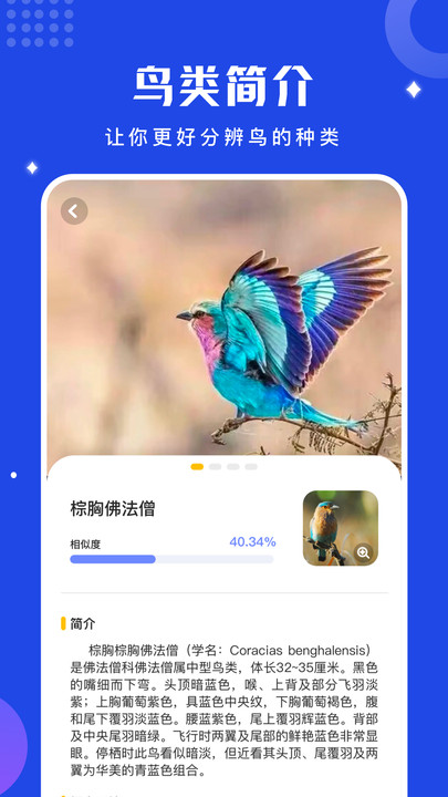 鸟语语言翻译器免费版app下载v1.1